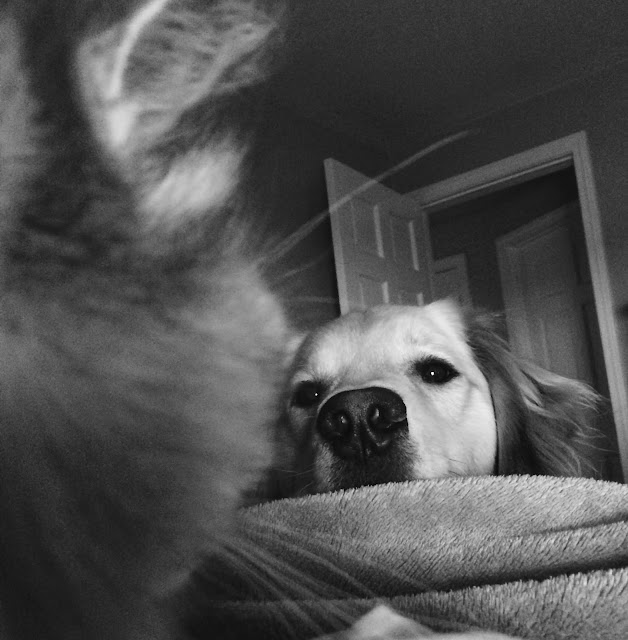 dog wants to be friends with cat black and white sunday