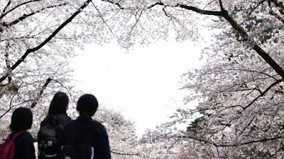 Festival de Sakura de Hirosaki