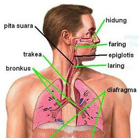 Organ-Organ Pernapasan 