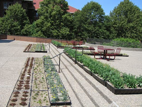 "green roof" plantings at UMN
