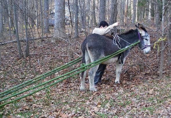 donkey at work hauling bamboo