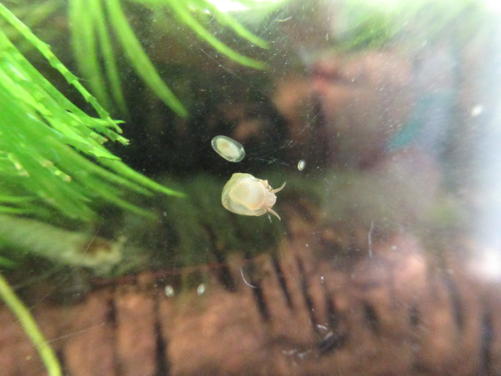 水槽 室内無加温飼育でヒメタニシの赤ちゃんがうまれました 餌