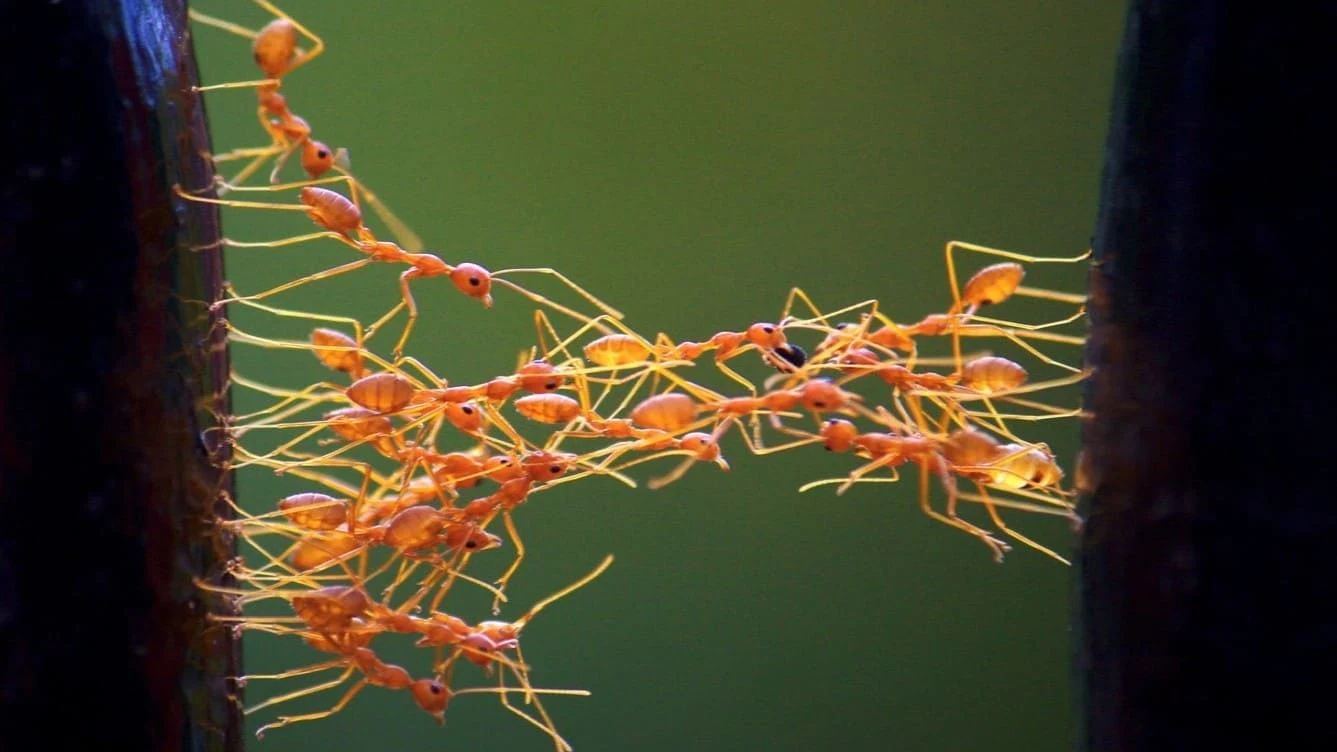 Las hormigas pueden hacer puentes con sus propios cuerpos