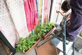 FLOWER SHOP NONNOの土屋さん ゴーヤをセッティング