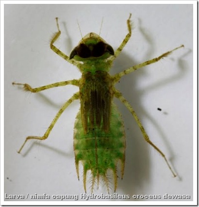larva capung Hydrobasileus croceus 2