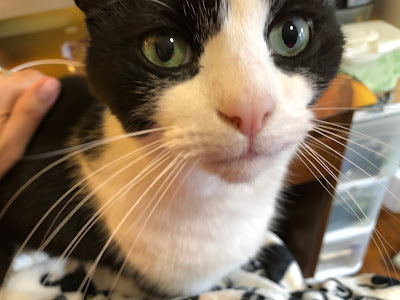 close up of black and white cat