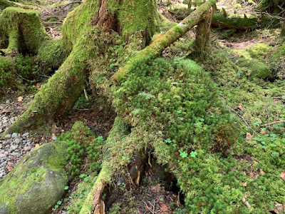 苔また苔