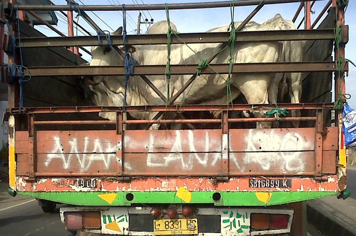  Tulisan  Tulisan  Lucu  di  Belakang Truck  READNET 88