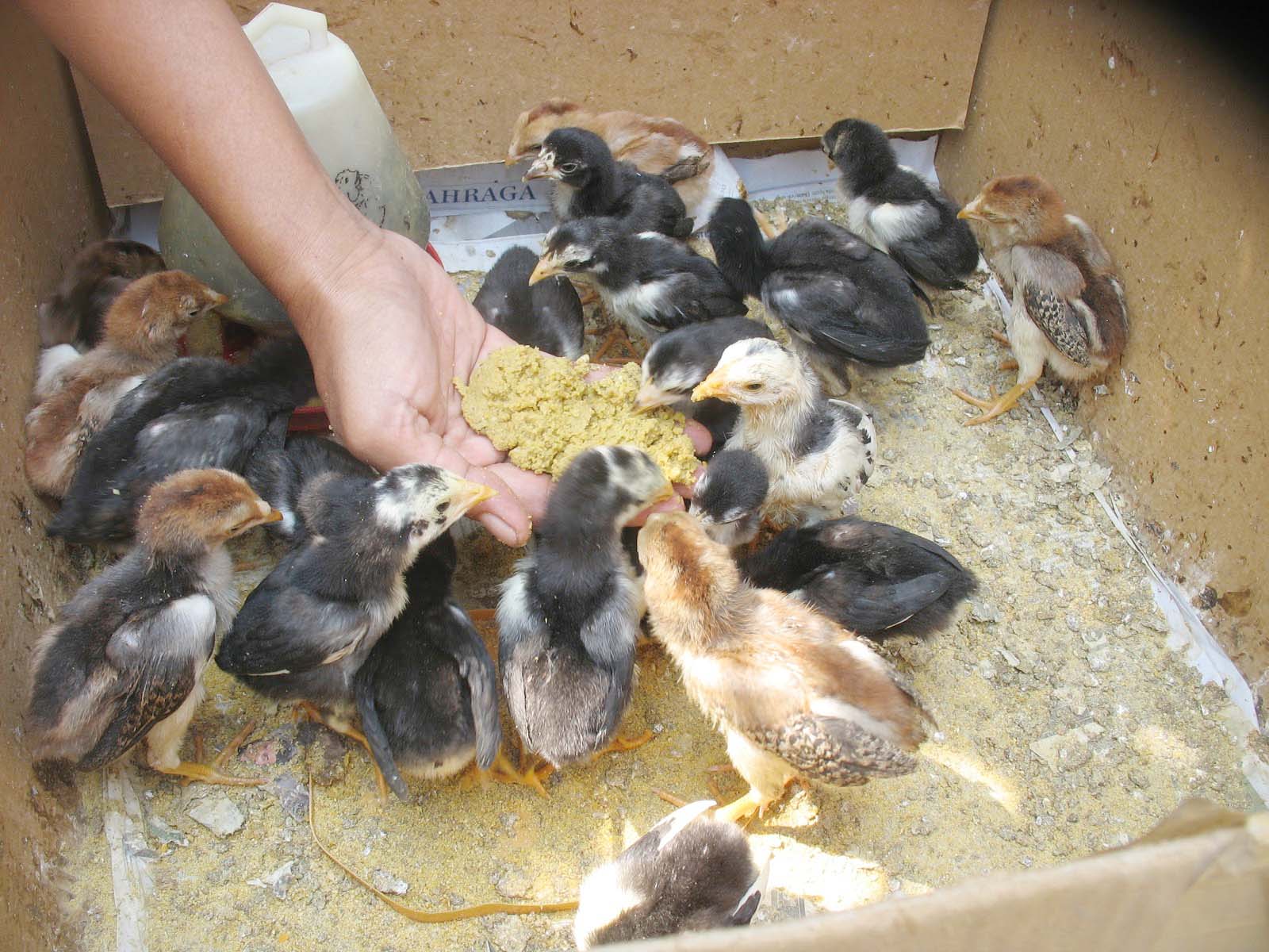 AYAM KAMPUNG KEBAL FLU BURUNG