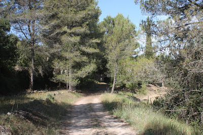 ARBRES SINGULARS, ARBRES REMARCABLES DEL PLA DE MANLLEU (ALT CAMP) I AIGUAVIVA (BAIX PENEDÈS), Can Fesol al terme municipal del Pla de Manlleu