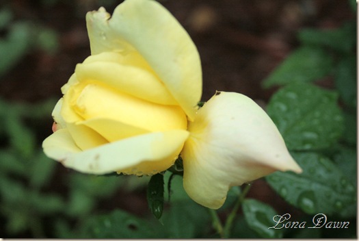 BellaRoma2_Rose