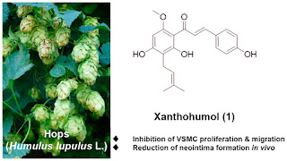 Xanthohumol, bioactive phytochemical from hops, counteracts blood vessel narrowing processes