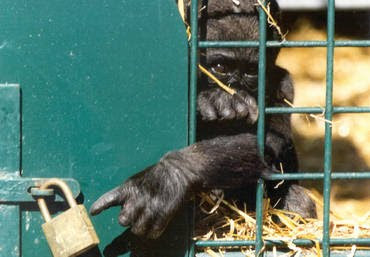 Pictures of Zoo Animals in Cages