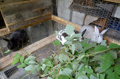 Lucy, Gifty, and Snowflake feast on kudzu, a local delicacy, at mini-farm of Wallace and Nancy Braud