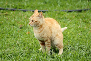 7 Cara Ampuh Mengobati Kucing Diare / Mencret