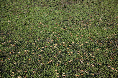 Animal Great  Migration | National Geographic | Foto national geographic Seen On  www.coolpicturegallery.us