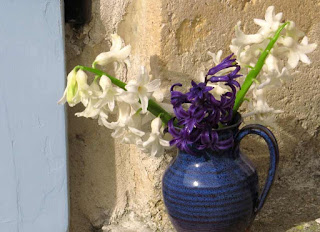 Hyacinth blooms in jug