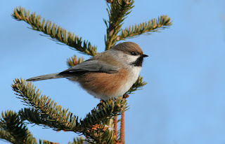 Boreal Chickadee, while birding in Newfoundland