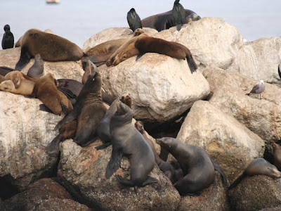 California sea lions