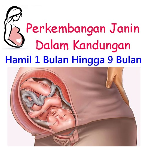 video perkembangan janin dalam kandungan 1 sampai 9 bulan, bentuk perut hamil 1 bulan sampai 9 bulan, tahap perkembangan janin dalam kandungan, video proses perkembangan janin sampai melahirkan, video bayi dalam kandungan 4 dimensi, video bayi dalam kandungan 5 bulan