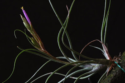 Tillandsia butzii care and culture