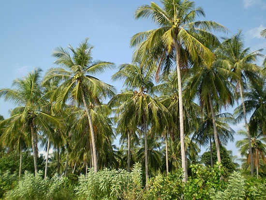  gambar pohon kelapa  Indonesiadalamtulisan Terbaru 2014