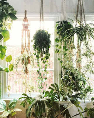 Se você dar um toque de cor de vida e muita  energia na sua casa ou apartamento porque não começar pelas plantas. A plantas dão um toque de beleza na decoração, além de  embelezar o ambiente, elas contribuem para deixar os ambientes ainda mais frescos.  Veja algumas inspirações de plantas para a decoração para a sua casa ou apartamento: