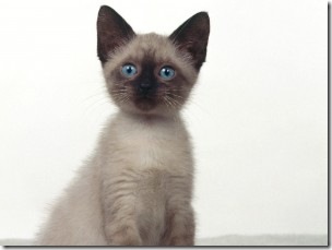 Blue-Eyes-Siamese-Cat-300x225