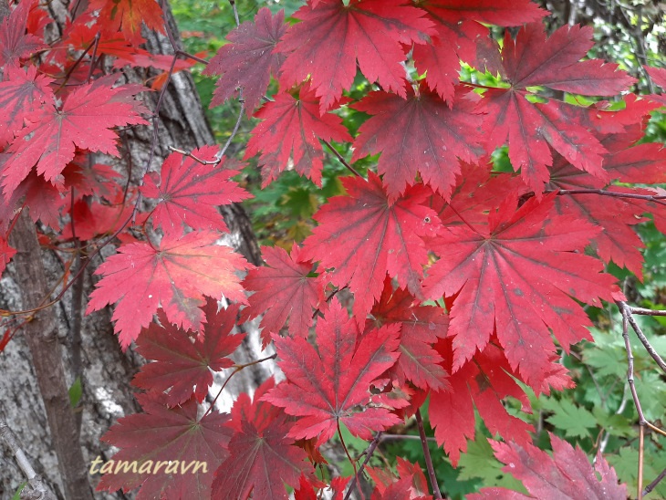 Клён ложнозибольдов (Acer pseudosieboldianum)