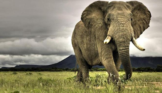 Contoh Descriptive Text About Elephant / Gajah Terbaru dan Artinya