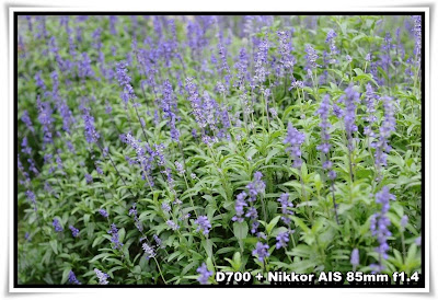 粉嶺香薰園(Lavender Garden)