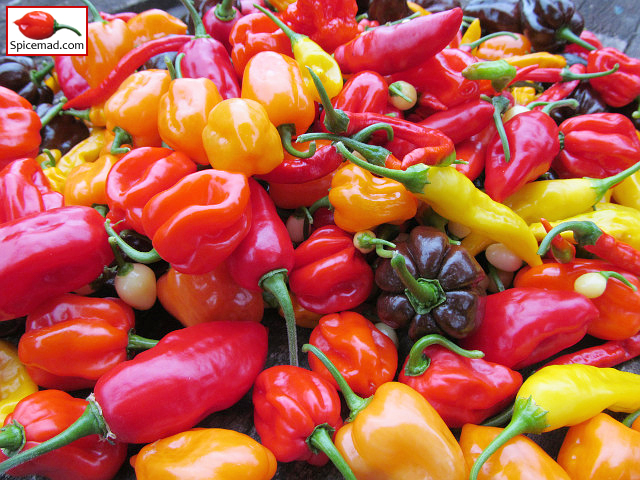 Chilli Harvest - 25th September 2022