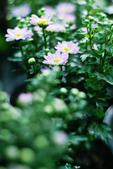 Chrysanthemum เบญจมาศบานในสวน
