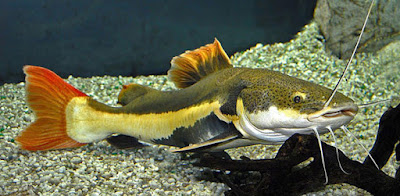 Red Tail Catfish ( RTC )