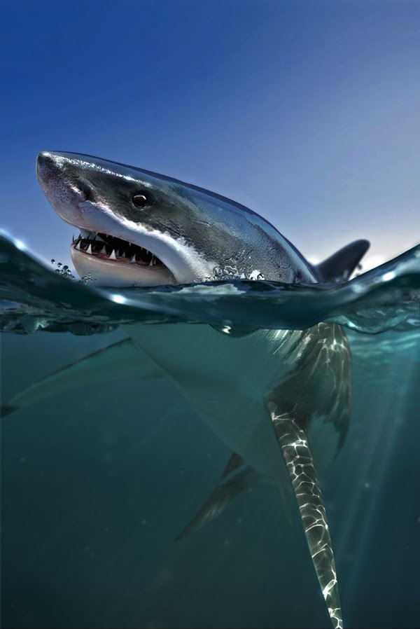 Great White