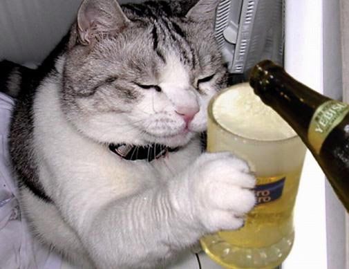 funny animals drinking funny animals drinking funny animals drinking ...