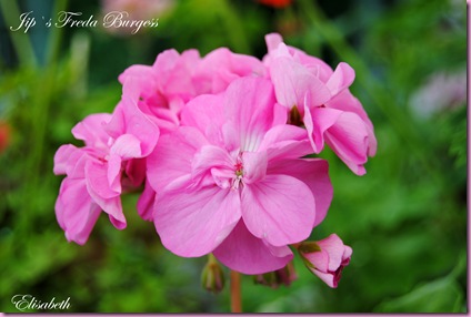 Pelargoner juli og aug-10 025