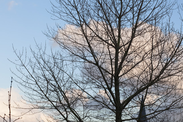 motiv: tree and sky