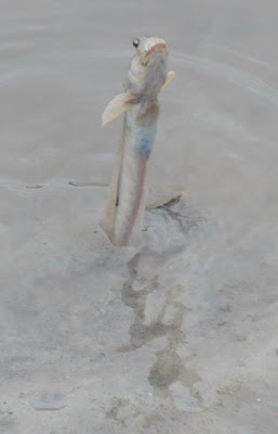 Serpent Mudskipper (Parapocryptes serperaster) 