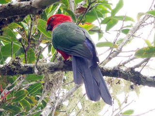 Burung Nuri Raja Ambon Endemik Maluku Penuh Warna