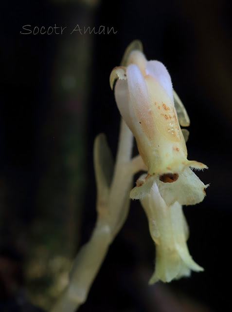 Monotropa hypopithys