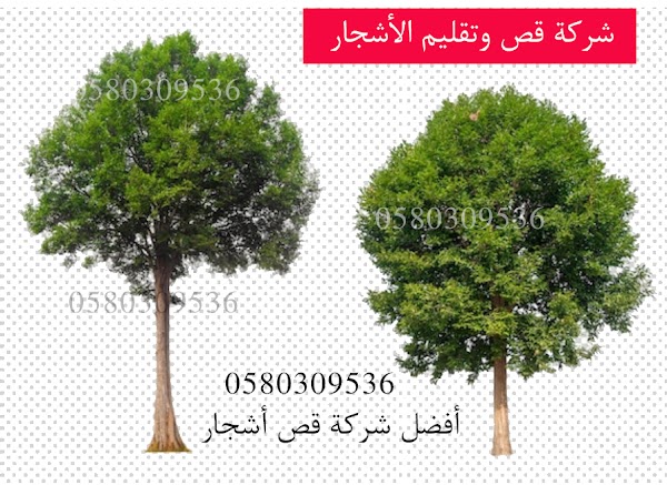 شركة قص الاشجار بالقصيم قص وتقليم الاشجار0580309536