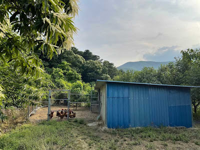 경북 경주 시골집 닭장 사진