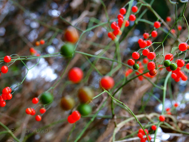 Solanum maximowiczii