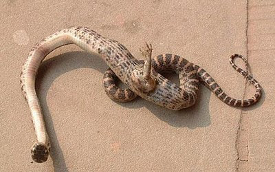 Unusual Snake With Foot Discovered Seen On  www.coolpicturegallery.us