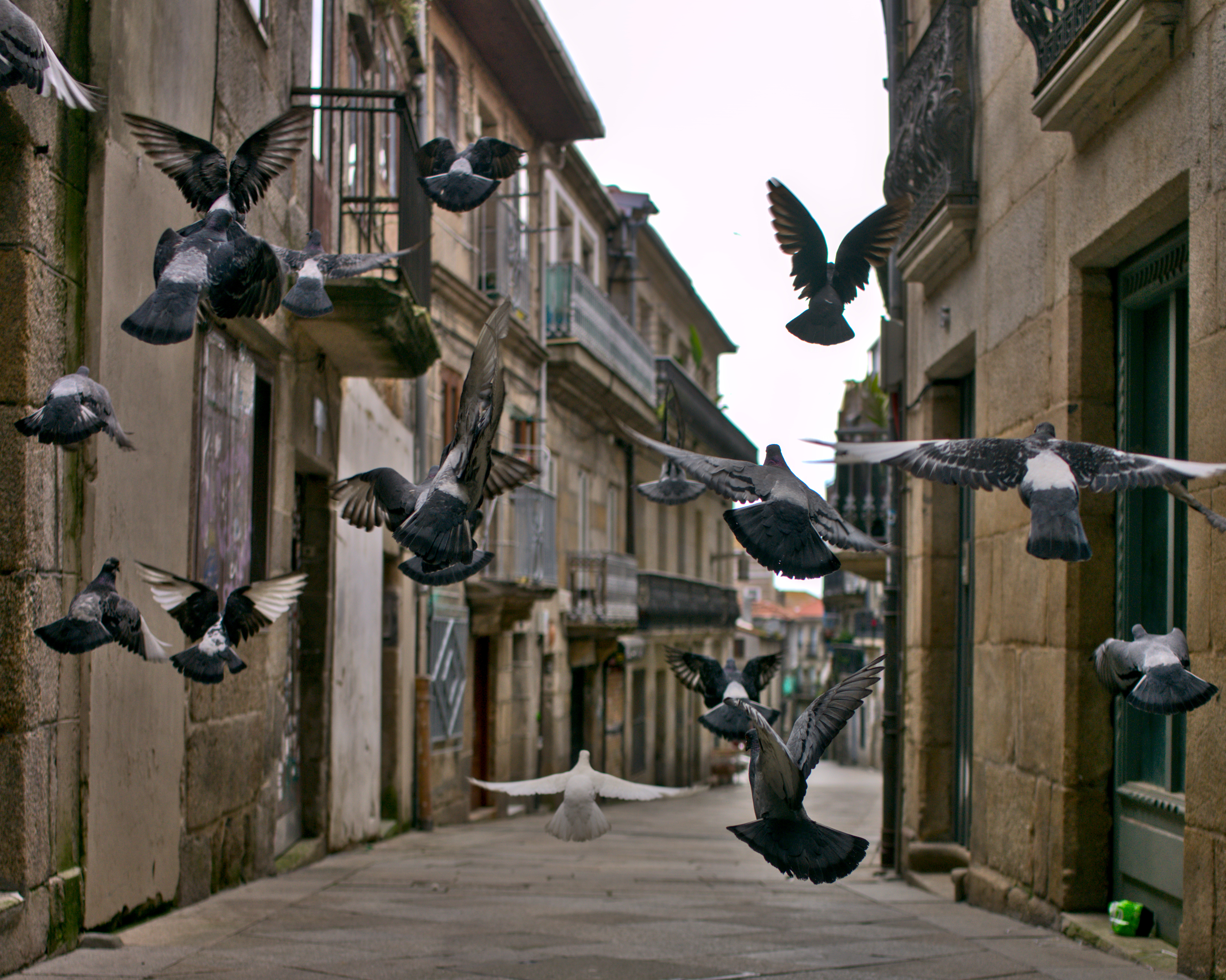 casco vello vigo palomas