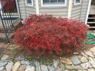 Dwarf Japanese Maple, Before Pruning