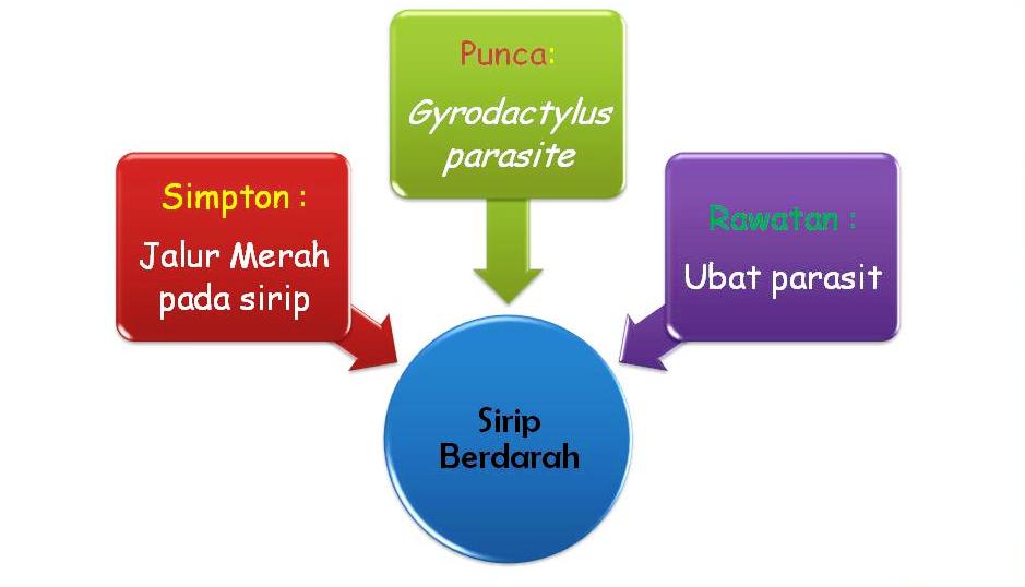 Blog Pendidikan Ikan Hiasan