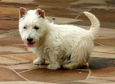 Scottish Terrier Puppies Pictures