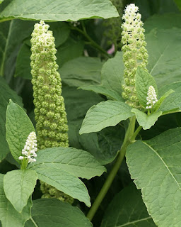 Phytolacca octandra - Phytolacca icosandra - Phytolaque à 8 étamines